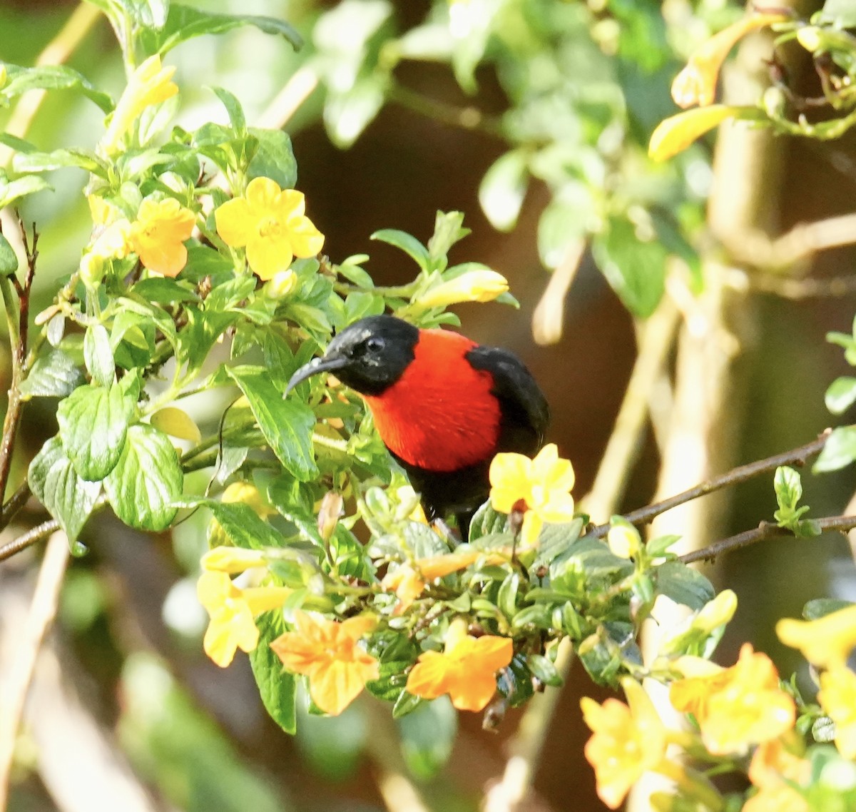Red-collared Myzomela - ML647273040