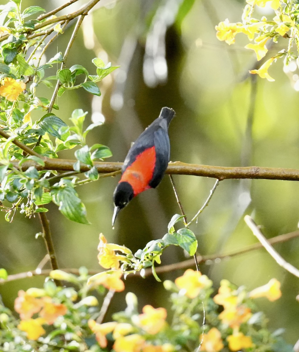 Red-collared Myzomela - ML647273045