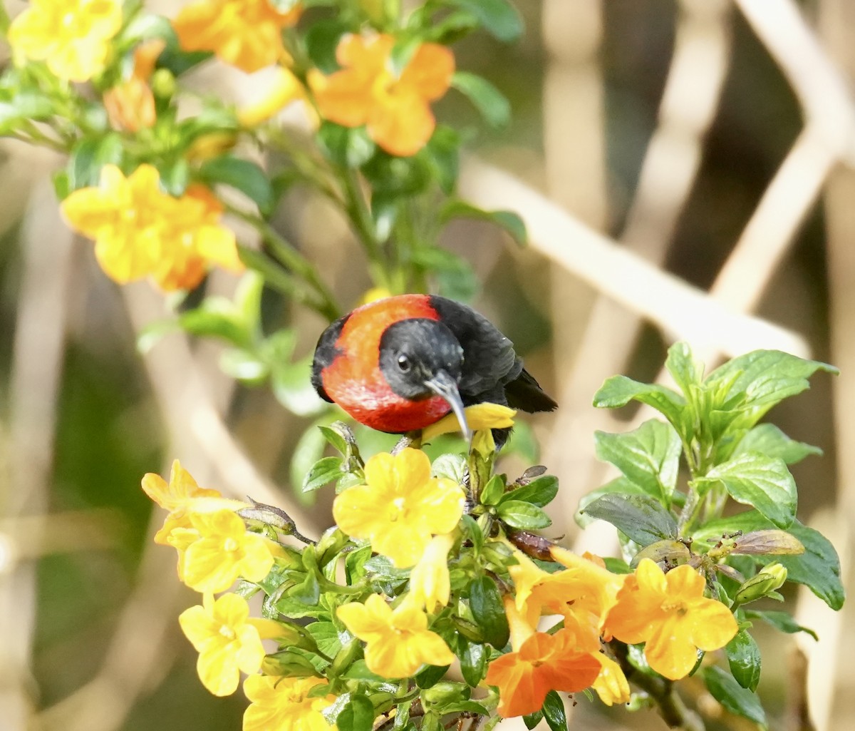 Red-collared Myzomela - ML647273049