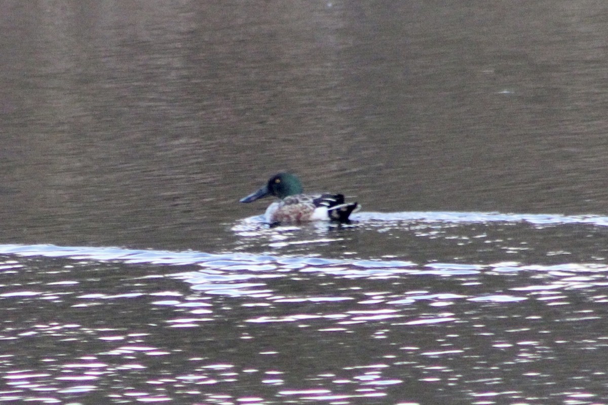 Mestolone - ML647273052