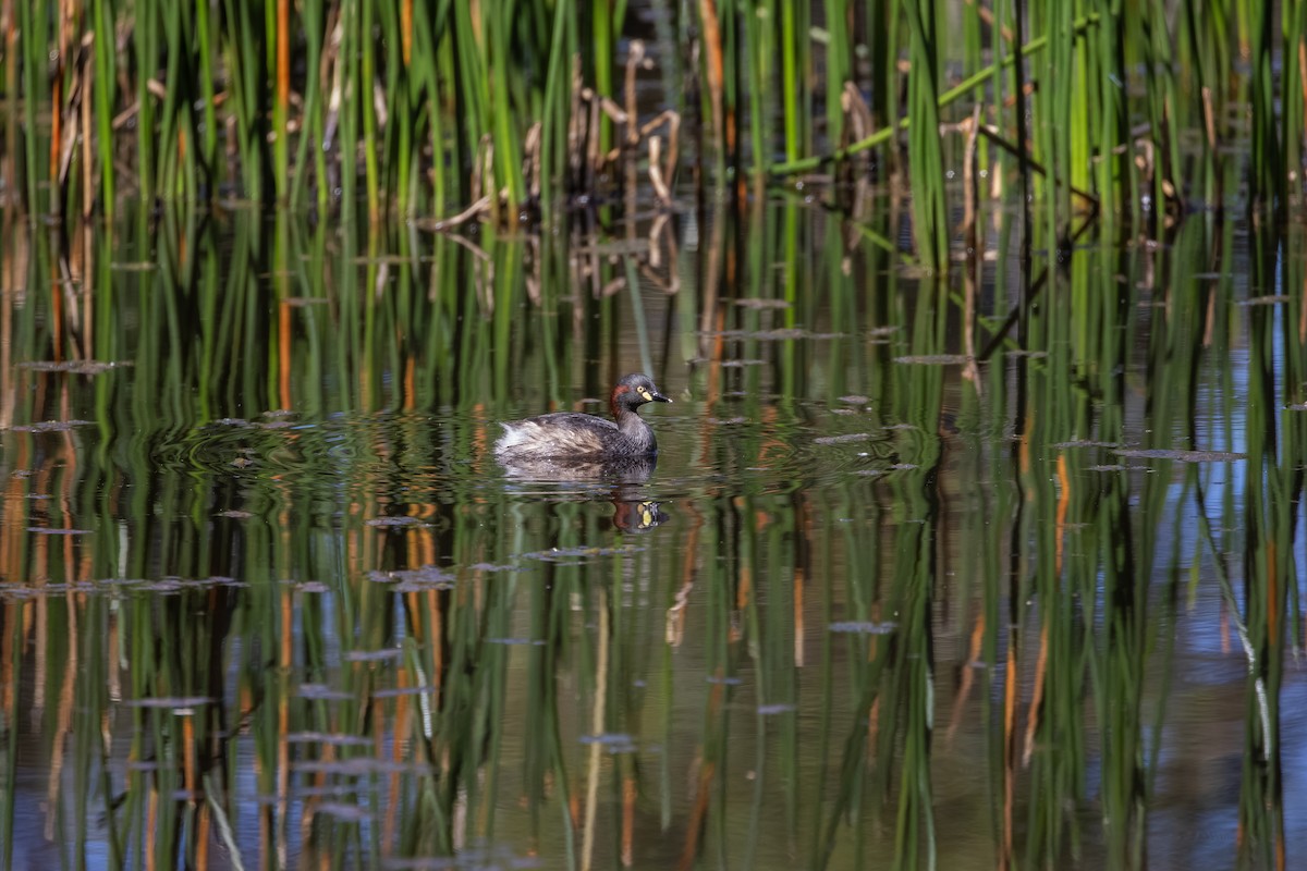 Australasian Grebe - ML647273053