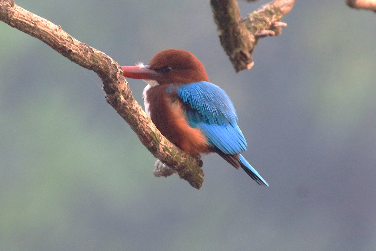 Braunliest - ML647273060