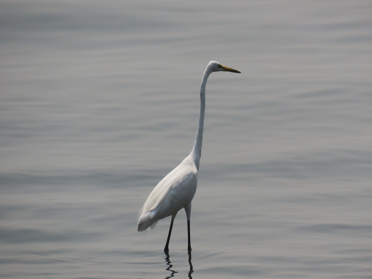 Garceta Grande - ML647273061