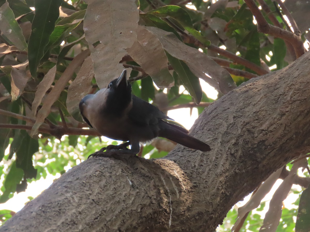 Ворона індійська - ML647273071