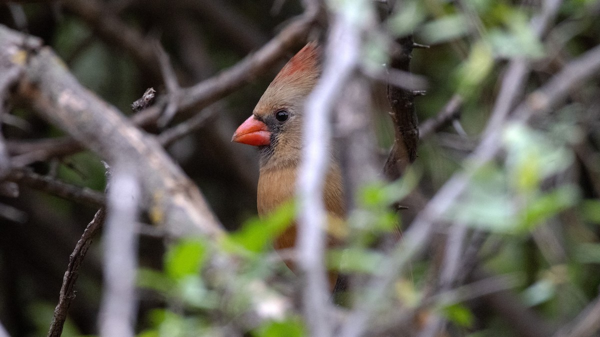 Cardinal rouge - ML647273074