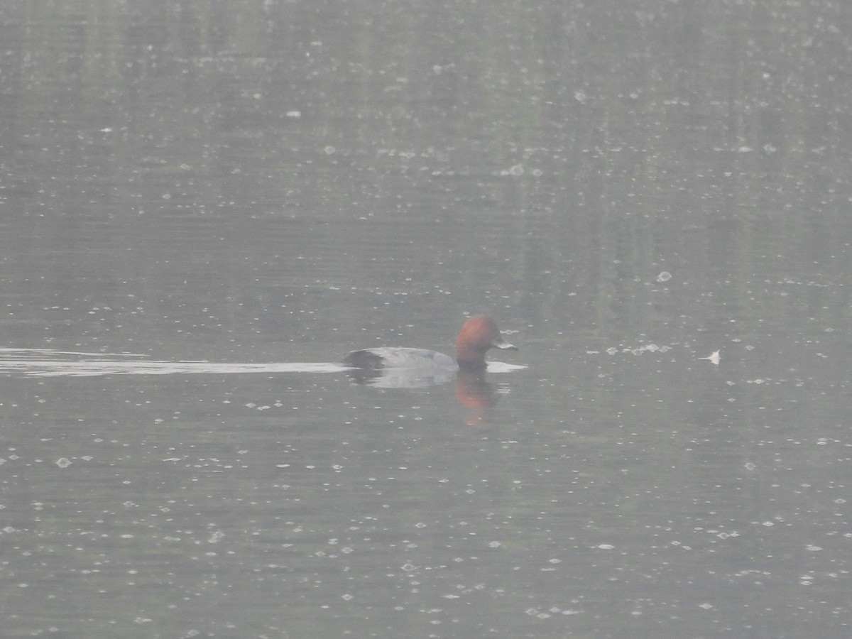 Common Pochard - ML647273081