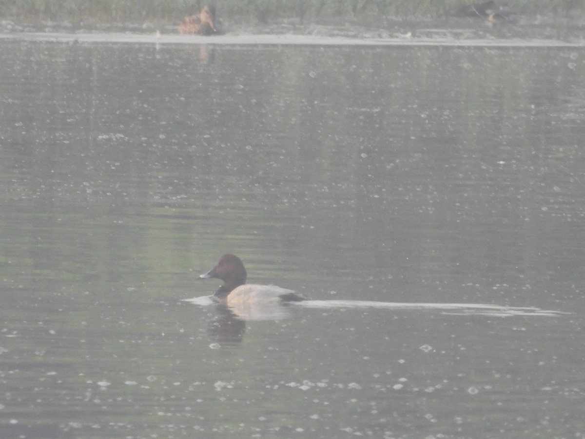 Common Pochard - ML647273082