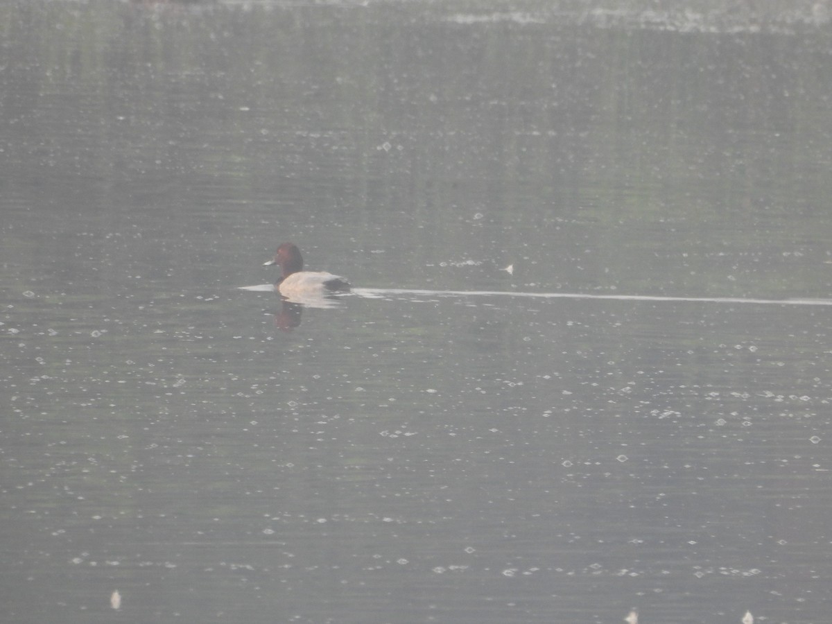 Common Pochard - ML647273083