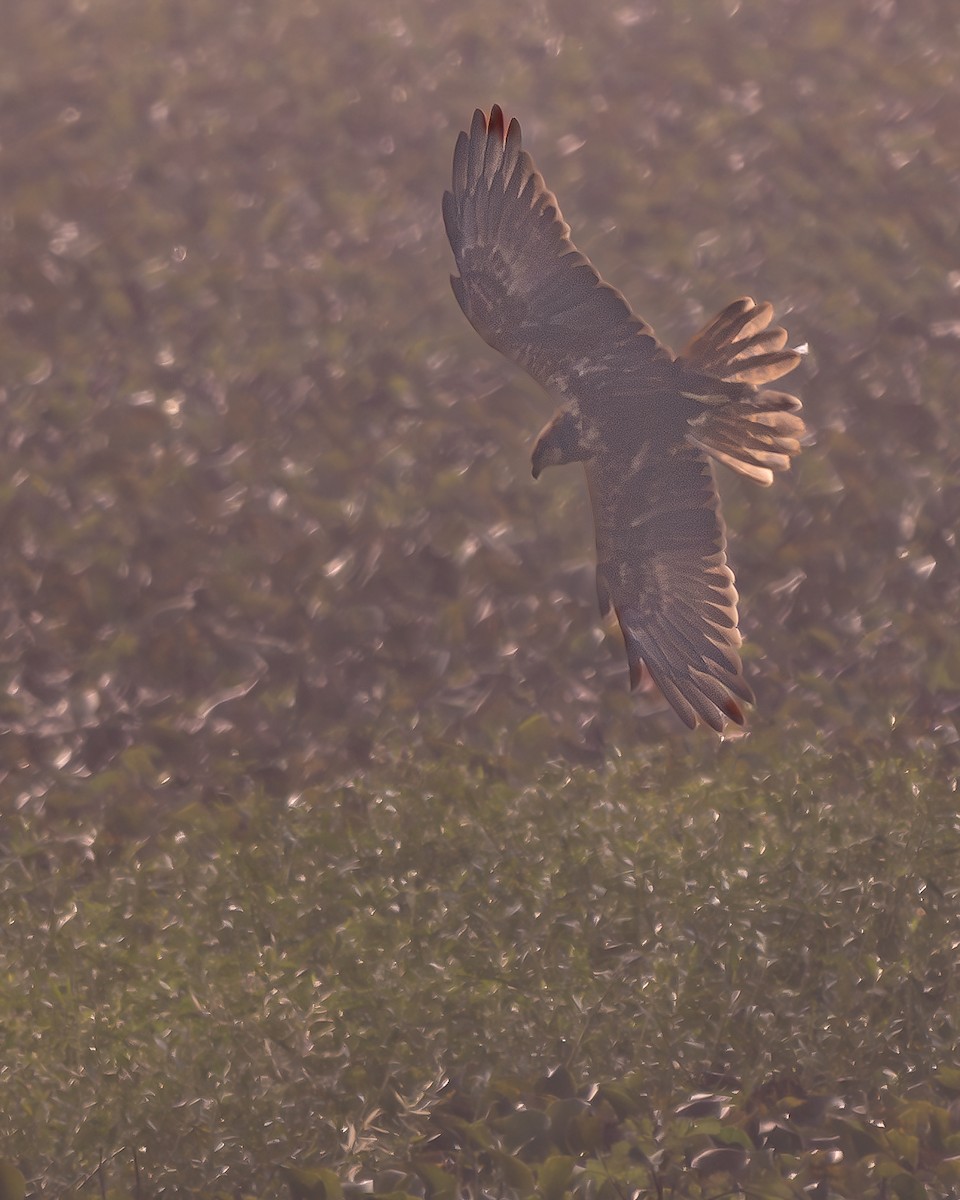 Western Marsh Harrier - ML647273084