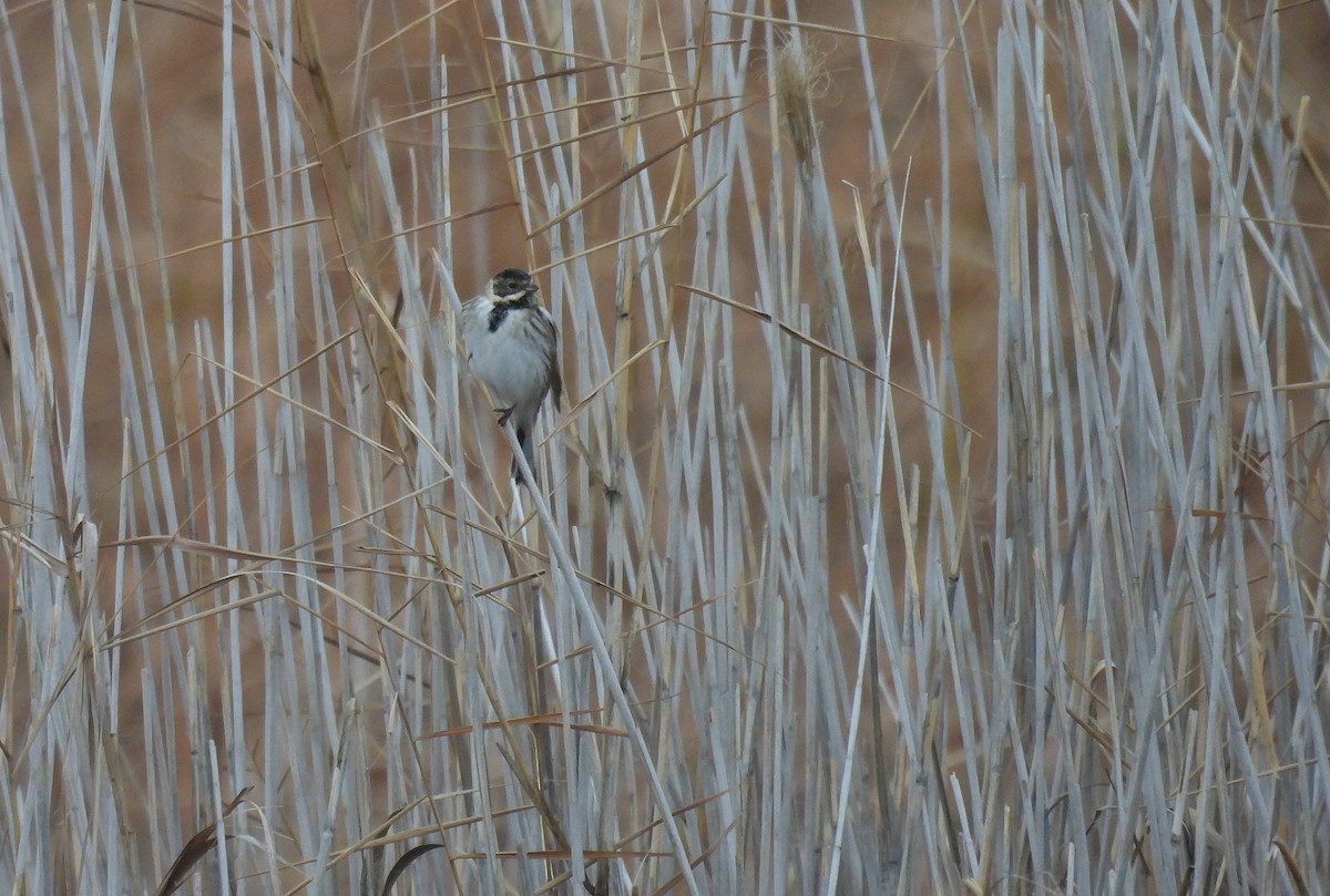 strnad rákosní - ML647273093