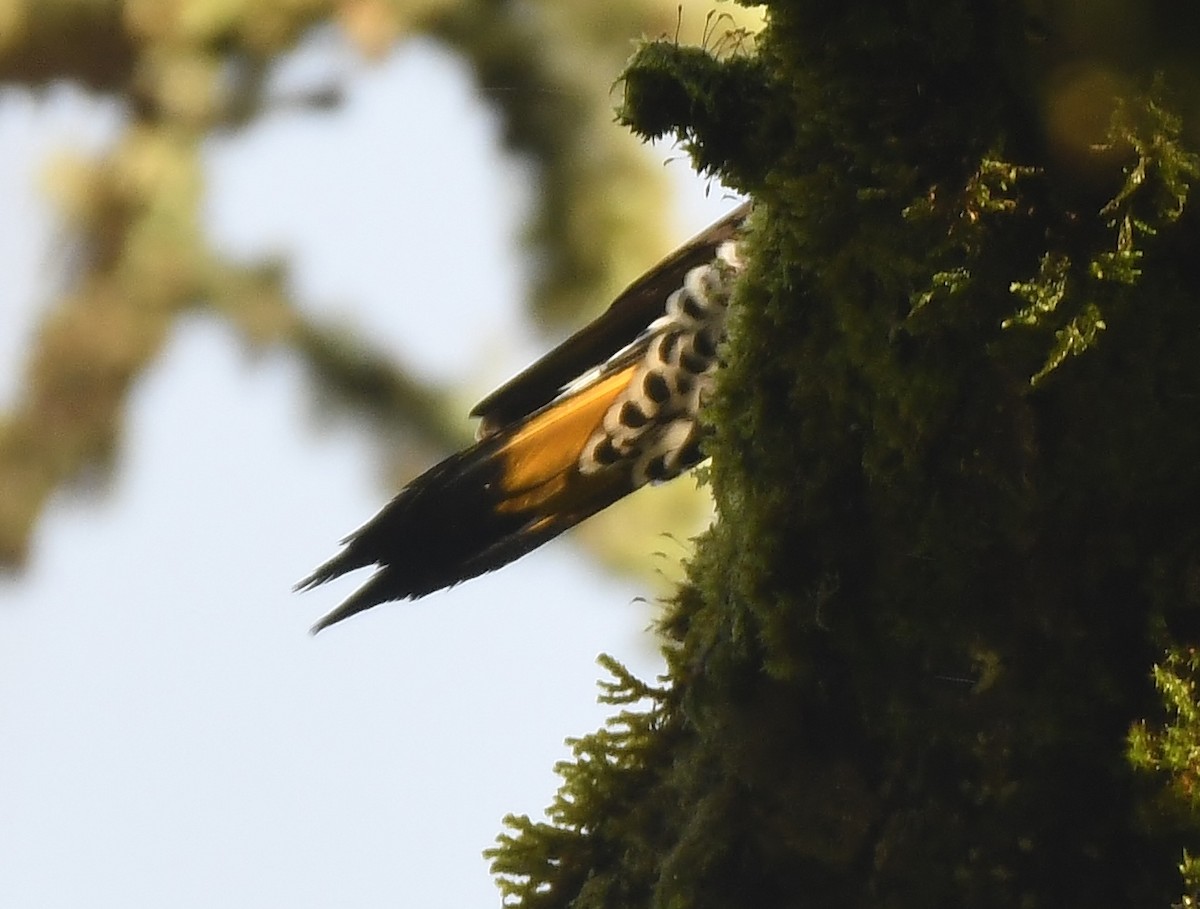 Northern Flicker (Yellow-shafted x Red-shafted) - ML647273096
