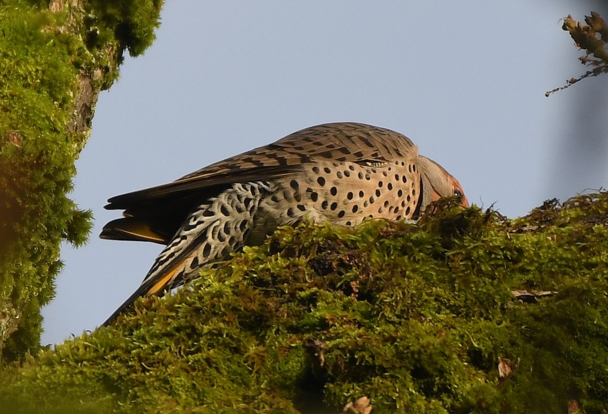 Northern Flicker (Yellow-shafted x Red-shafted) - ML647273097
