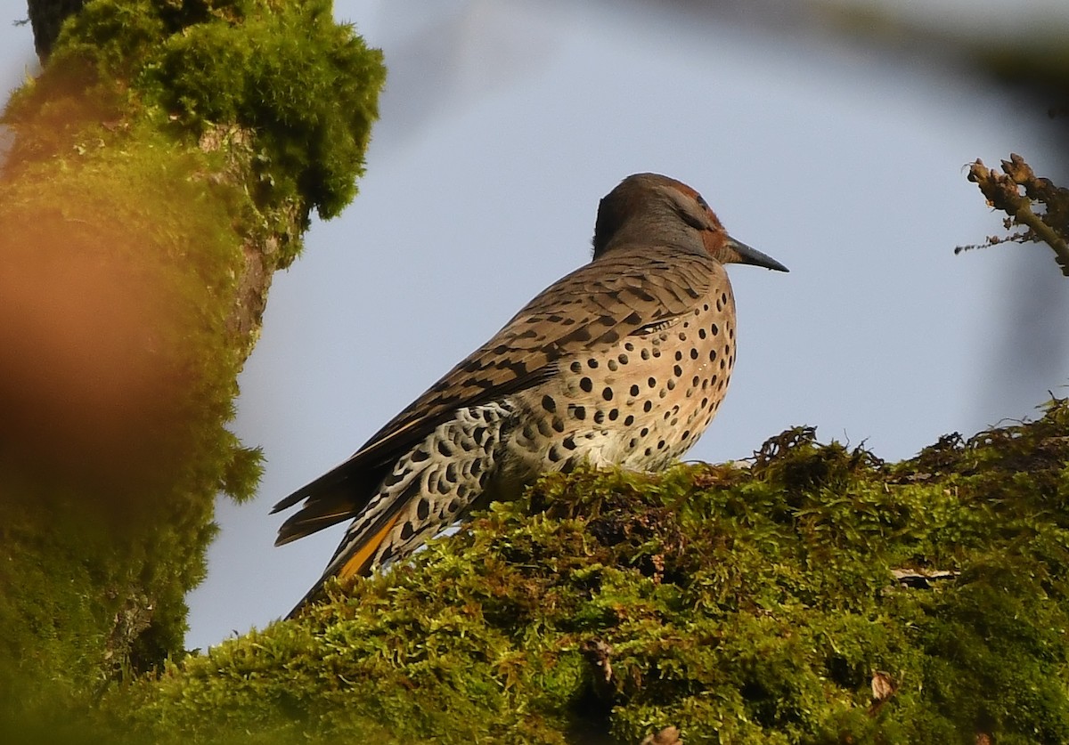 Northern Flicker (Yellow-shafted x Red-shafted) - ML647273098