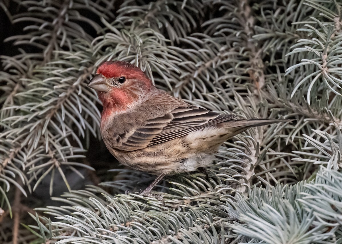 House Finch - ML647273101