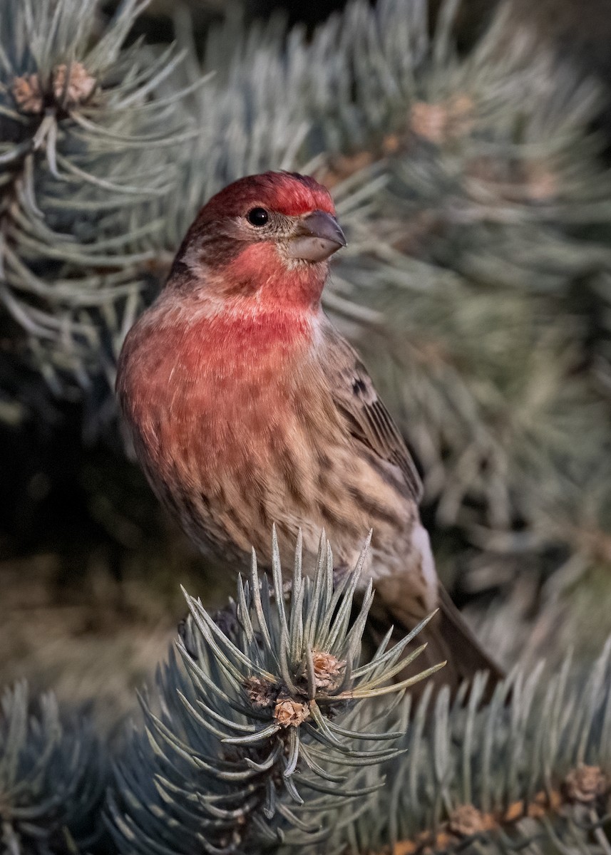 House Finch - ML647273102
