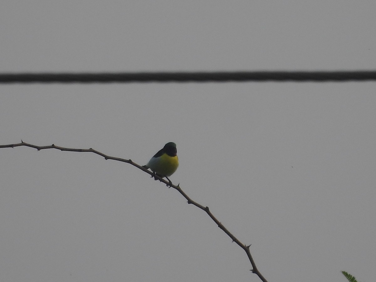 Purple-rumped Sunbird - ML647273104