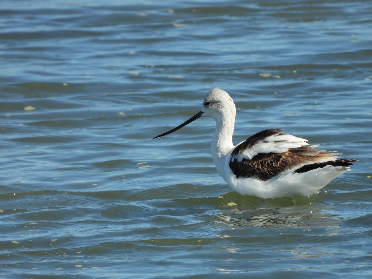 American Avocet - ML647273105