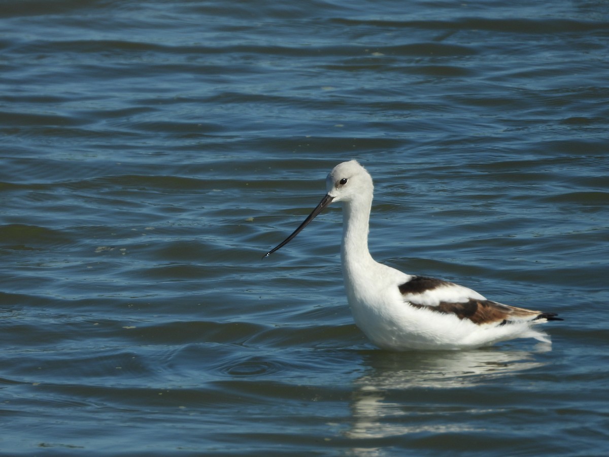 American Avocet - ML647273106