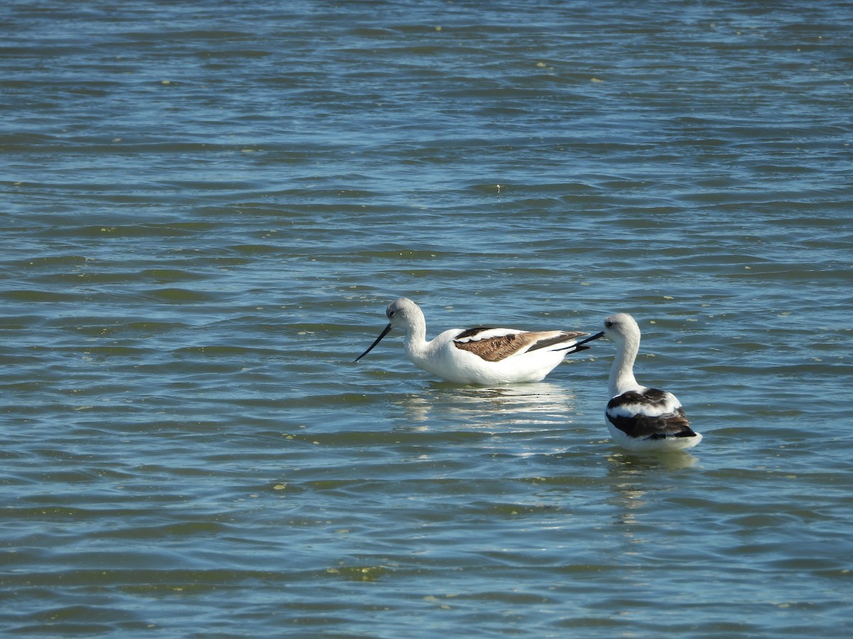 American Avocet - ML647273107