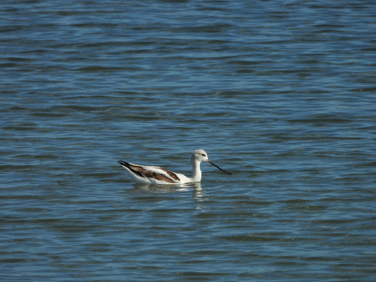 American Avocet - ML647273108