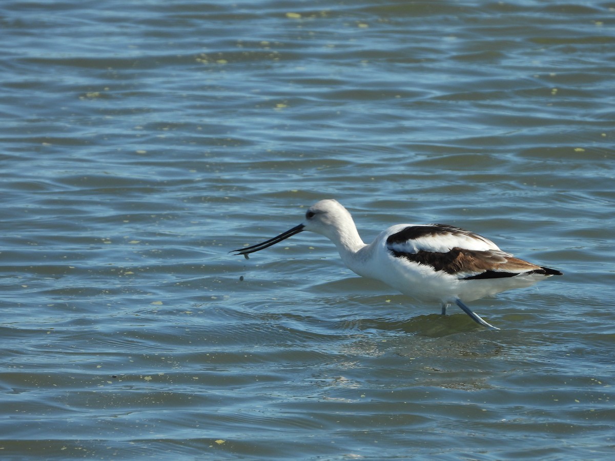American Avocet - ML647273109
