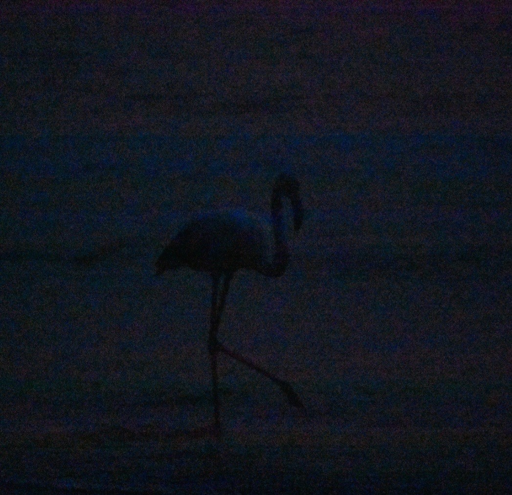 Greater Flamingo - ML647273110