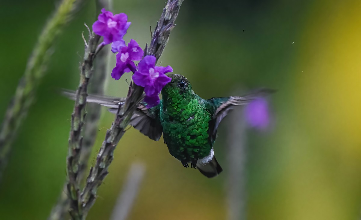 Coppery-headed Emerald - ML647273111