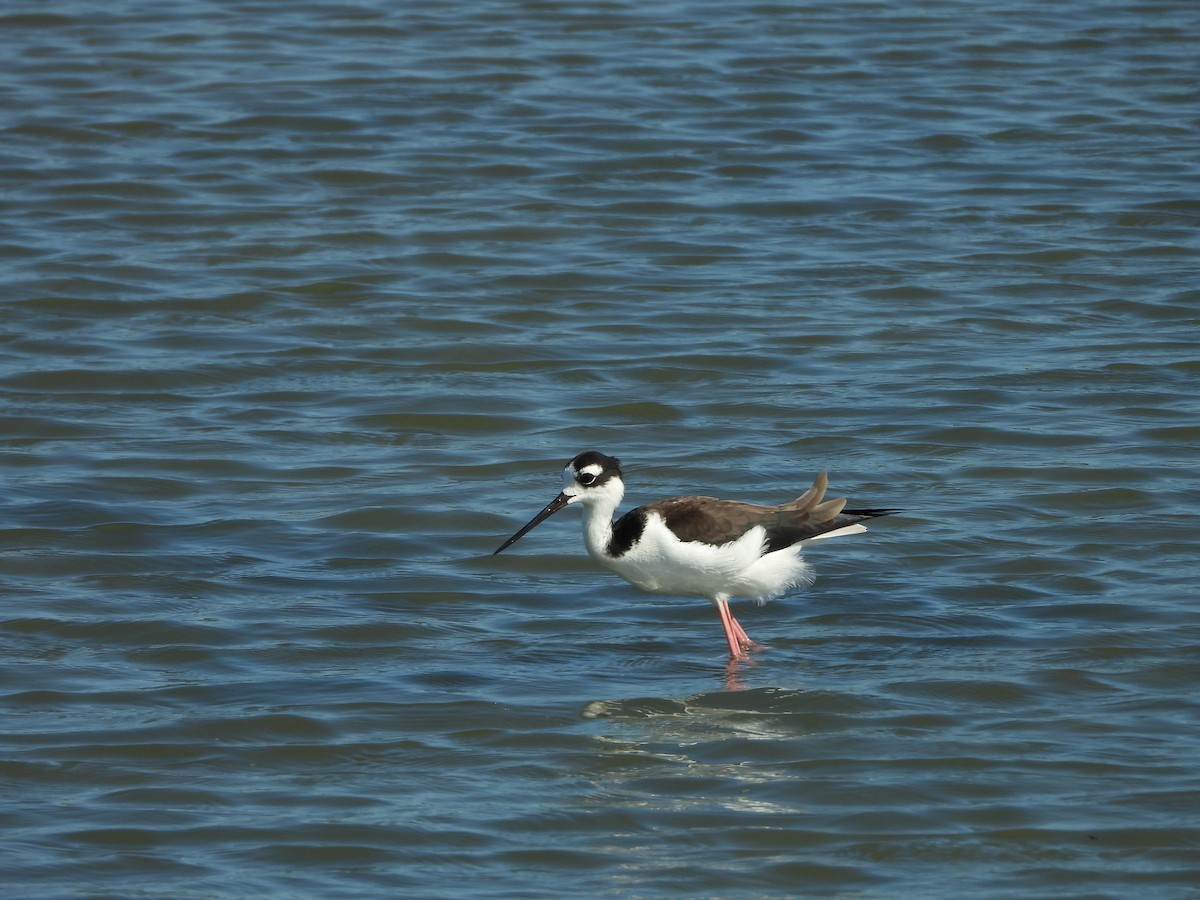 Black-necked Stilt - ML647273116