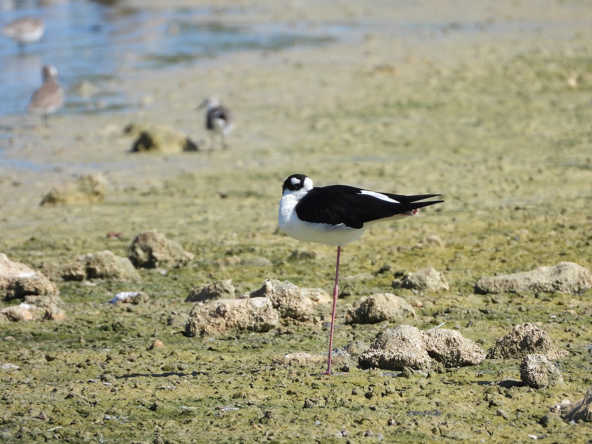 Black-necked Stilt - ML647273118