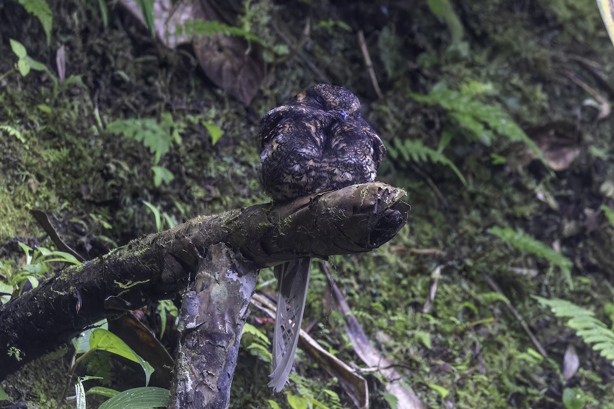 Lyre-tailed Nightjar - ML647273119