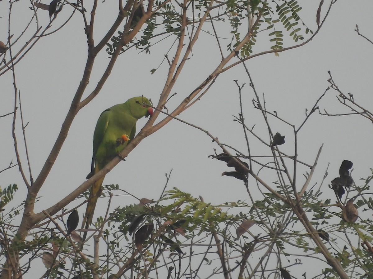 Rose-ringed Parakeet - ML647273120