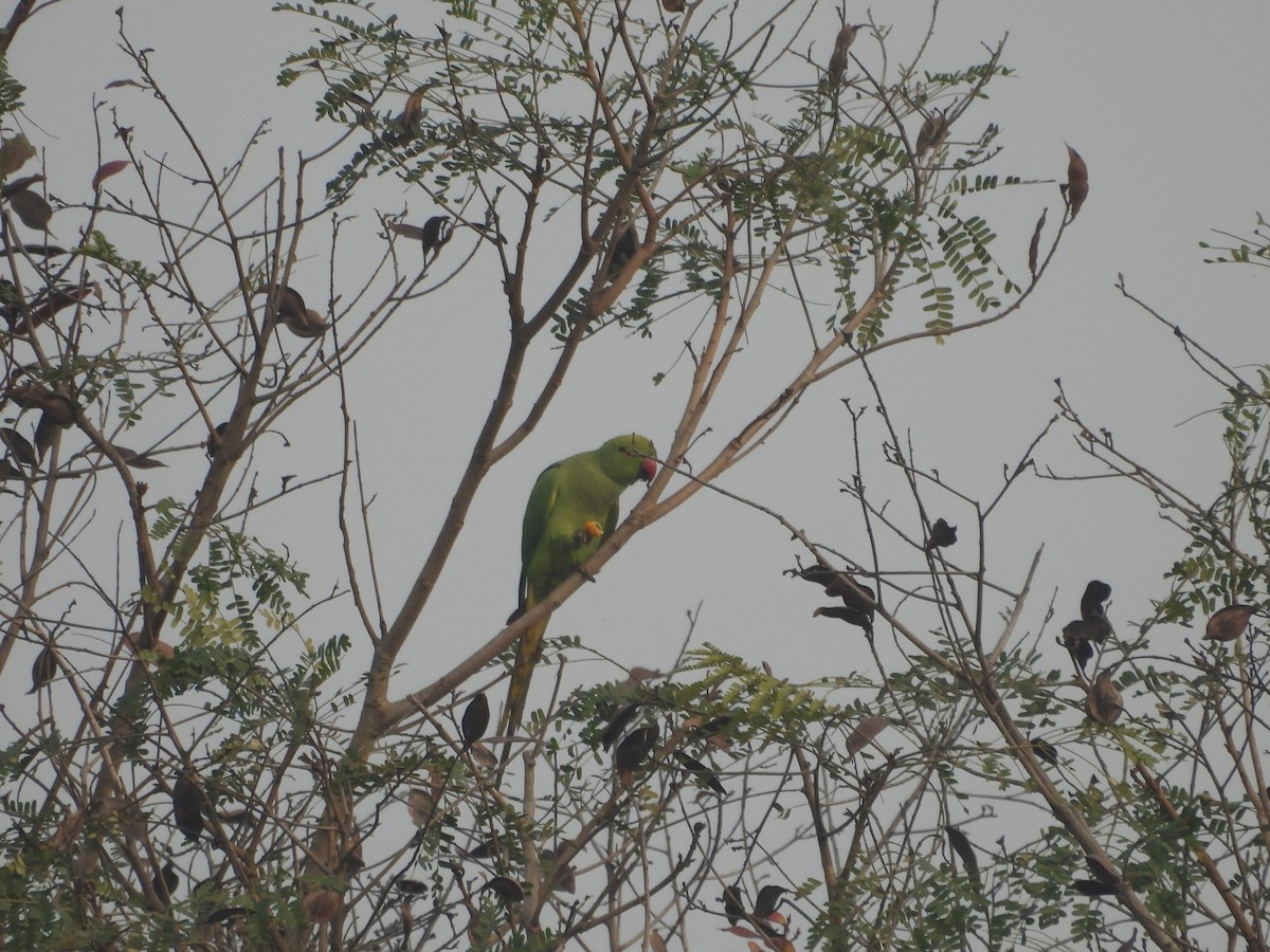 Rose-ringed Parakeet - ML647273121