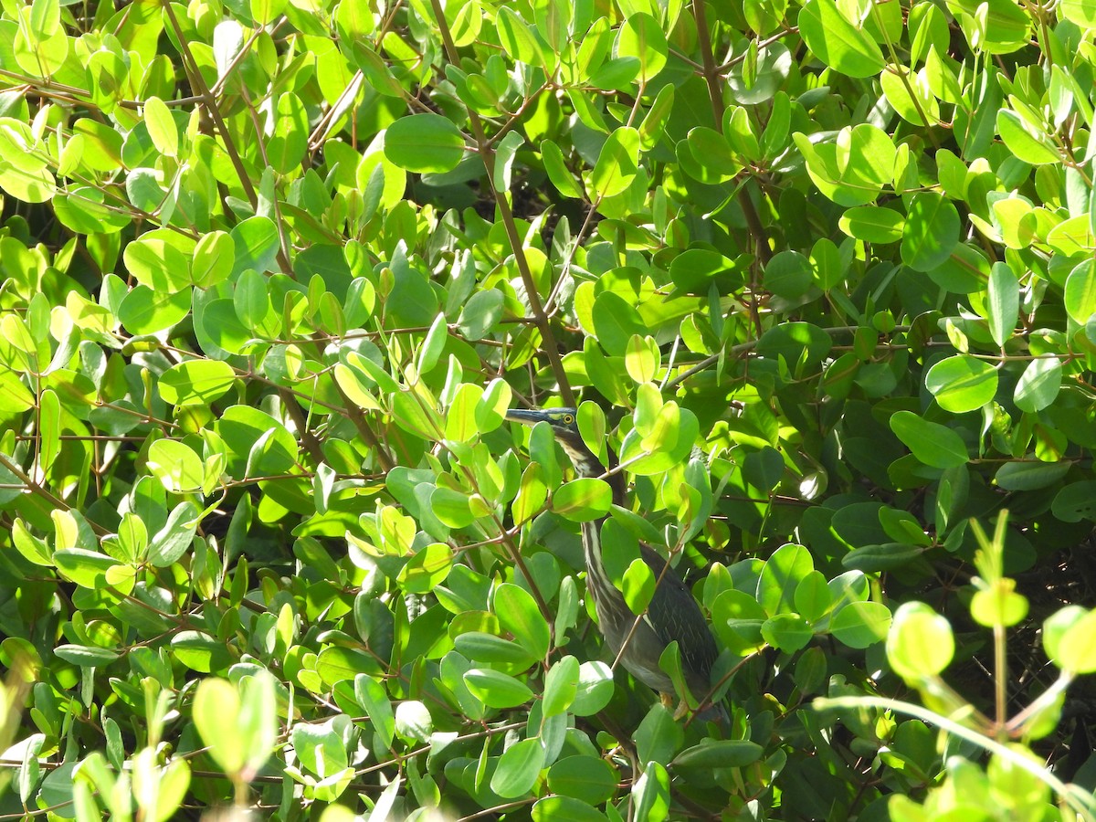 Green Heron - ML647273124