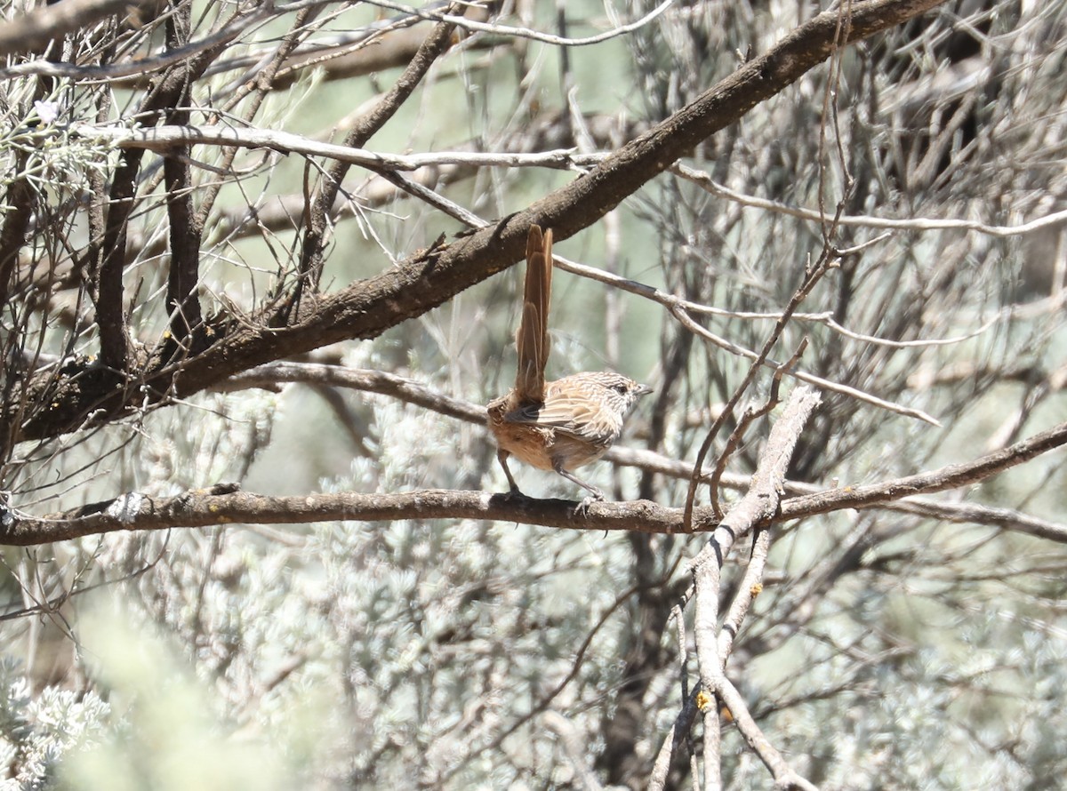 Thick-billed Grasswren - ML647273125
