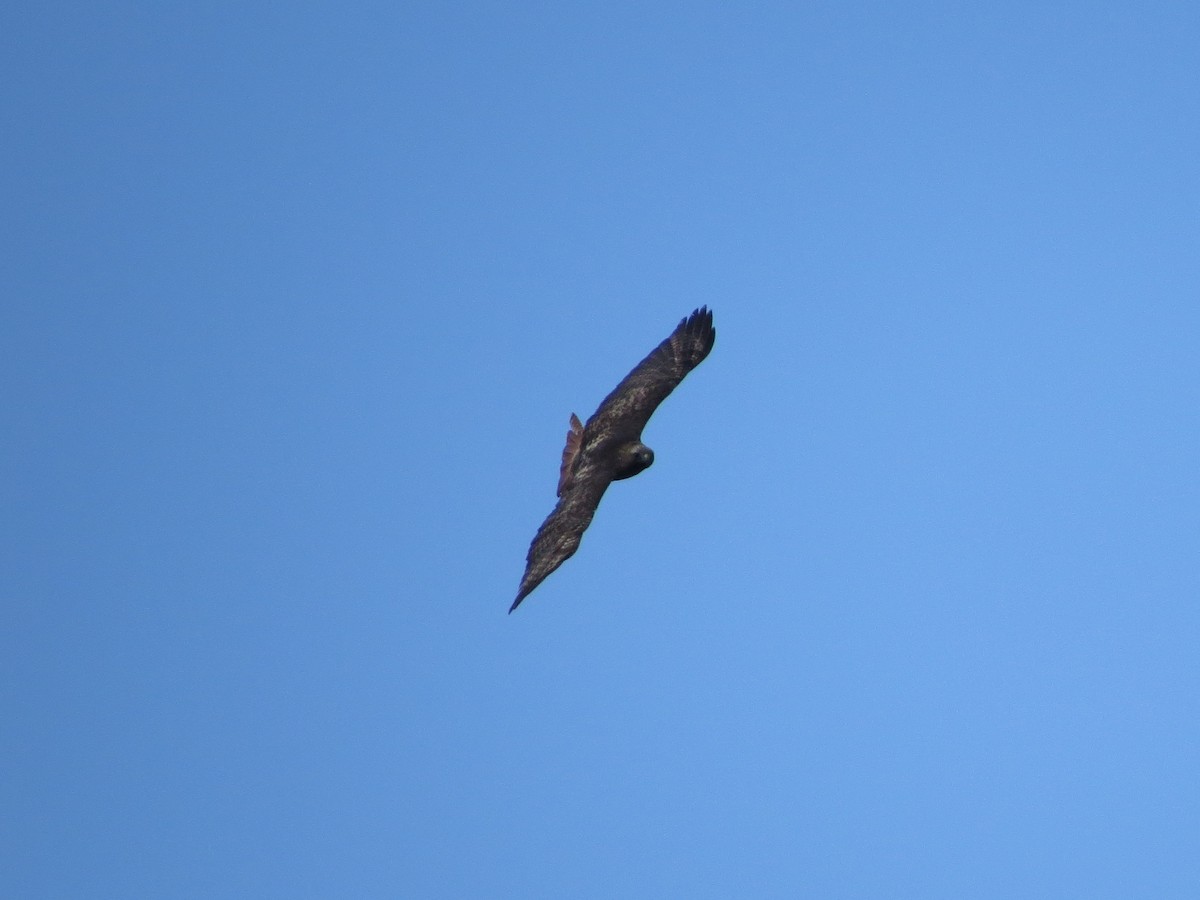 Red-tailed Hawk - ML647273126