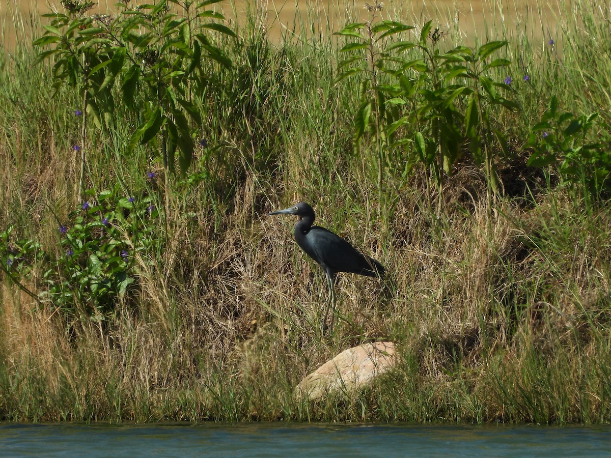 Little Blue Heron - ML647273129