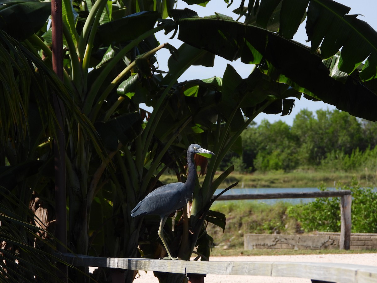 Little Blue Heron - ML647273130