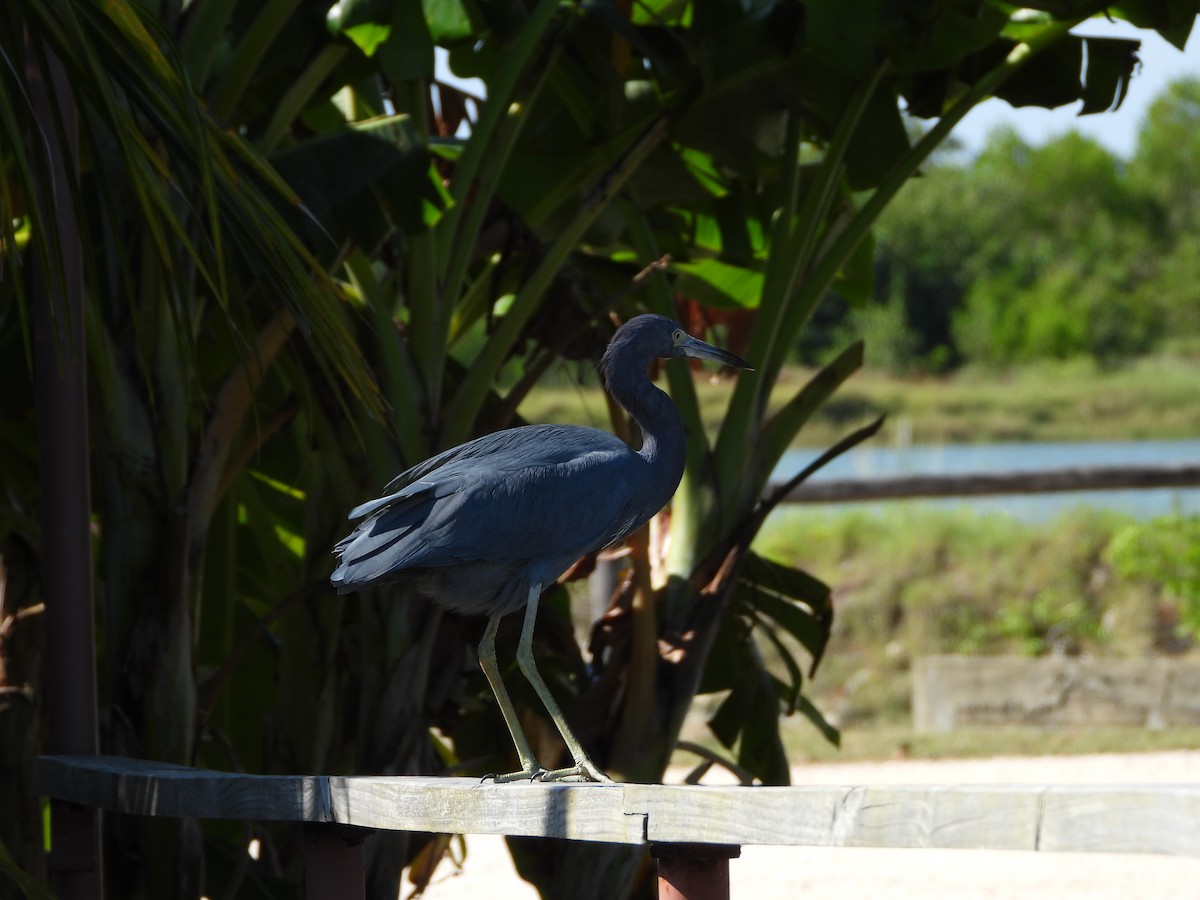 Little Blue Heron - ML647273131