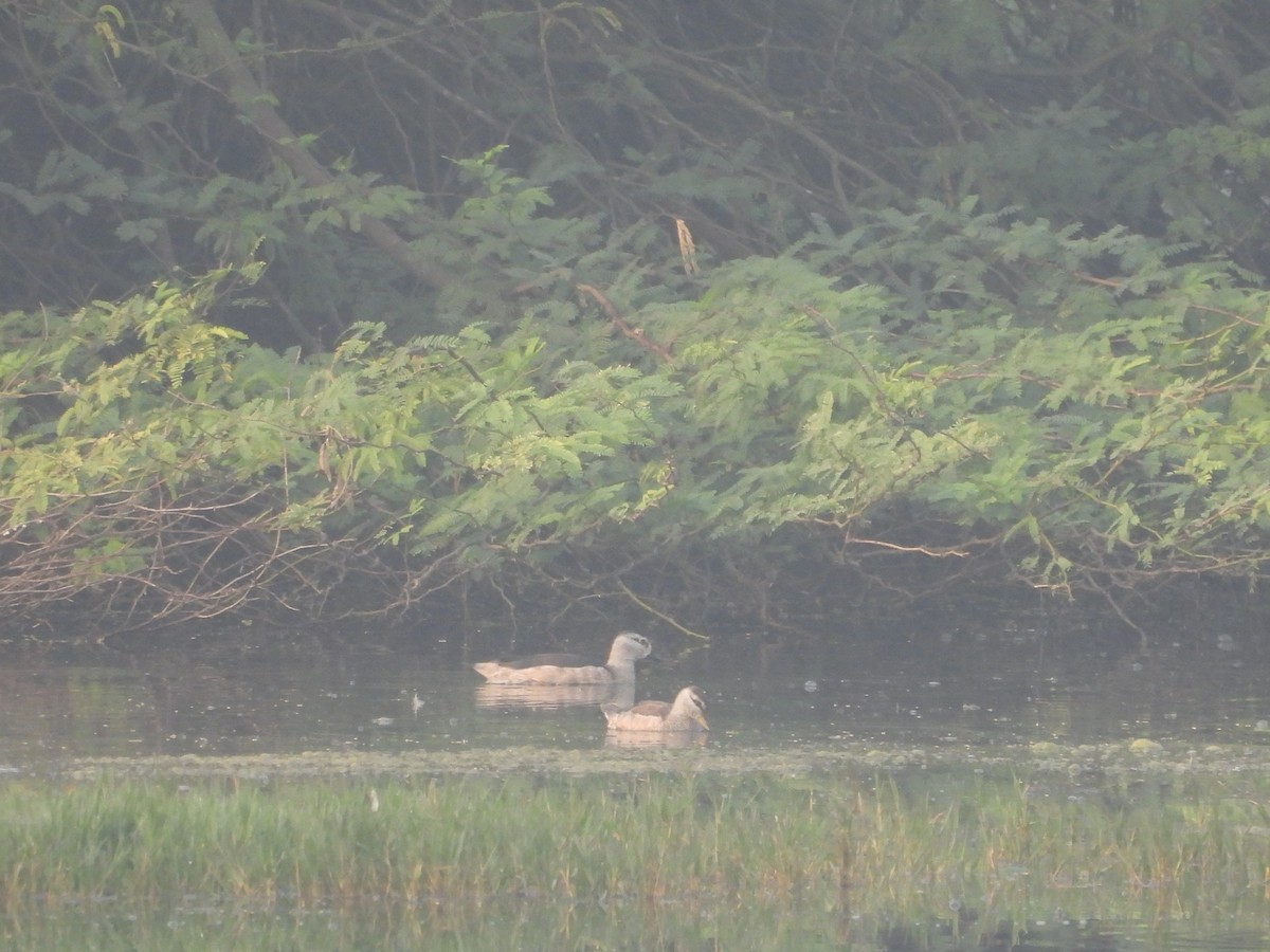 Cotton Pygmy-Goose - ML647273132