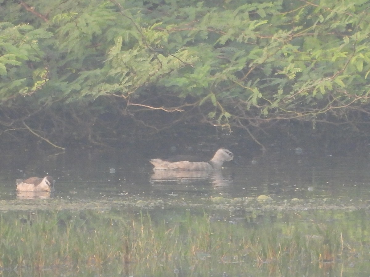 Cotton Pygmy-Goose - ML647273133