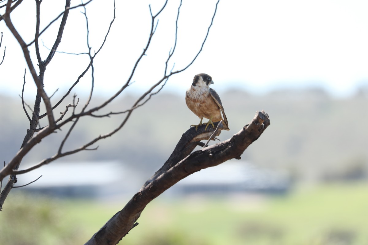 Australian Hobby - ML647273134