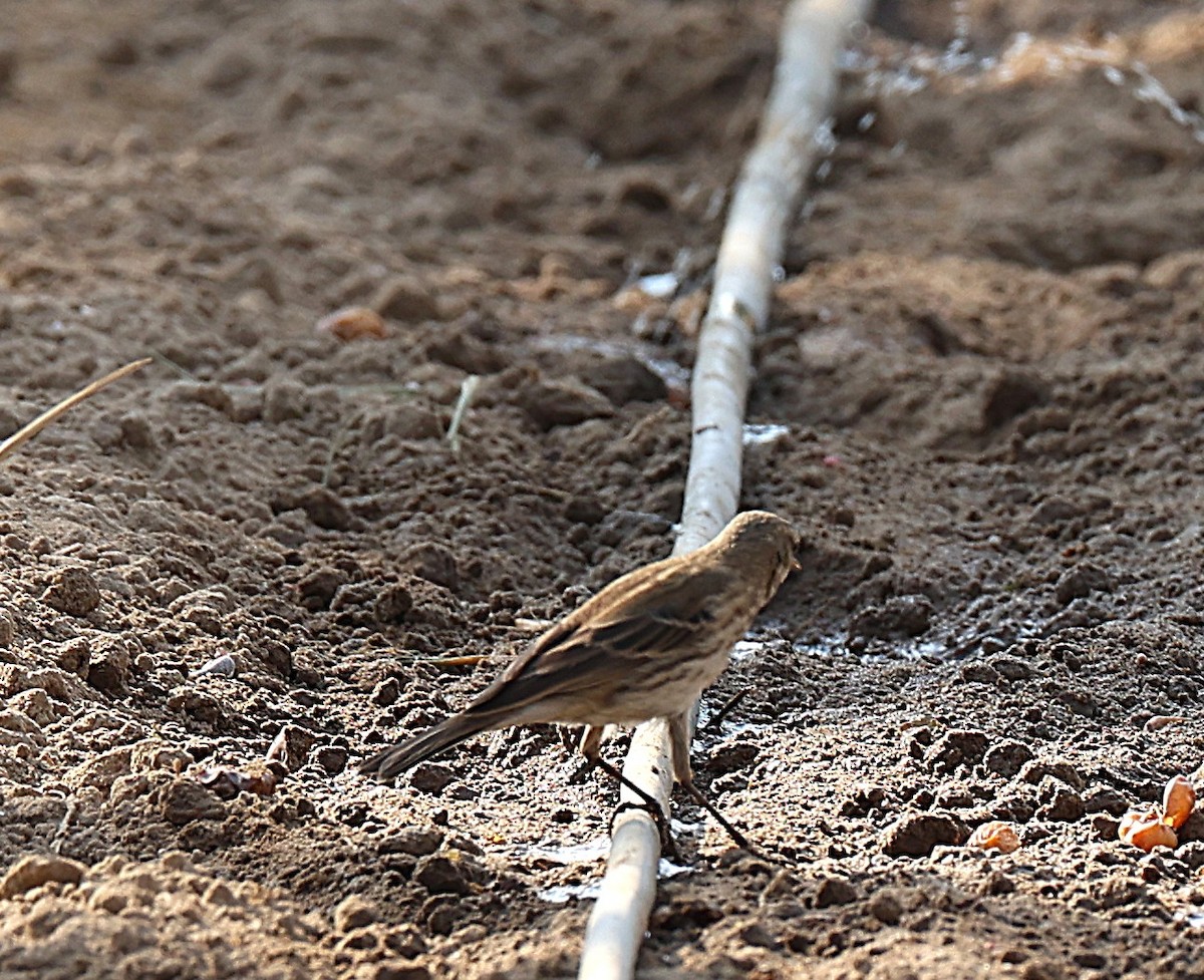 Water Pipit - ML647273136