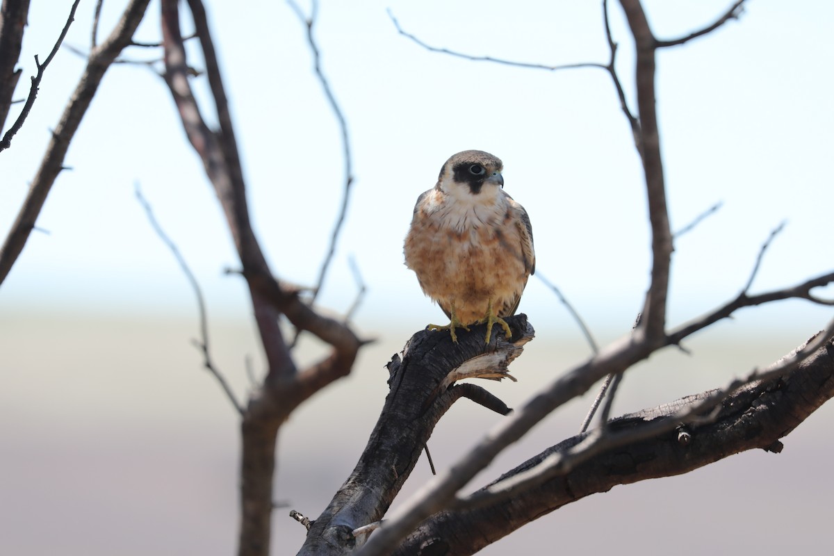 Australian Hobby - ML647273138