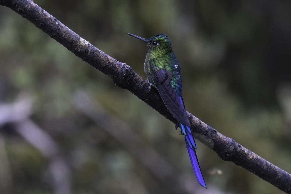 Violet-tailed Sylph - ML647273148