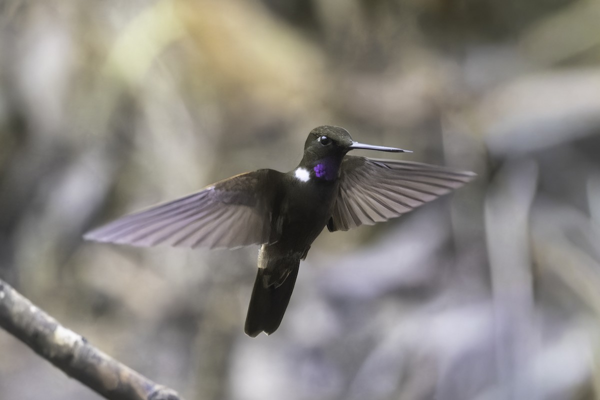 Brown Inca - ML647273151