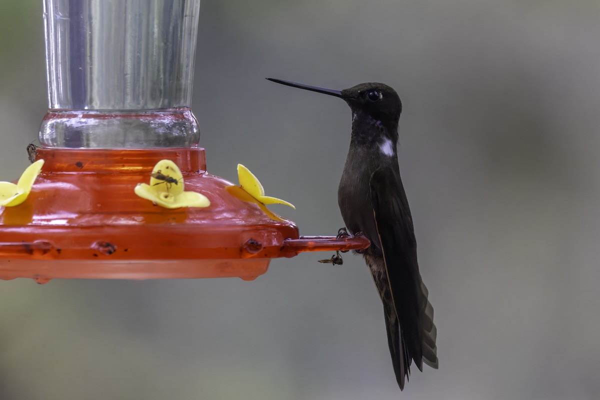 Brown Inca - ML647273152