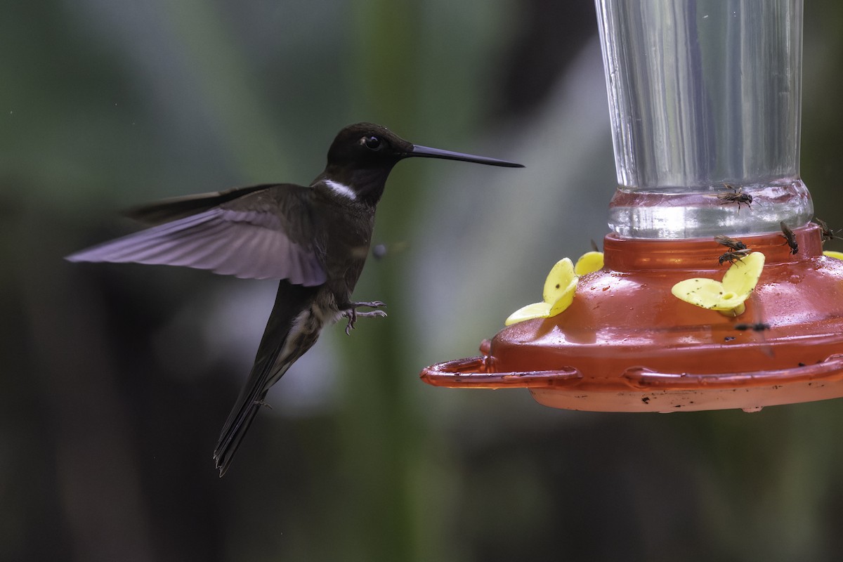 Brown Inca - ML647273153