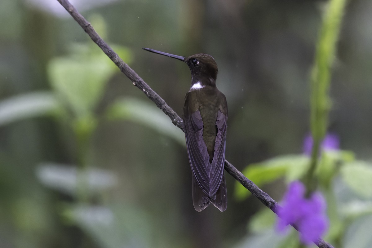 Brown Inca - ML647273154
