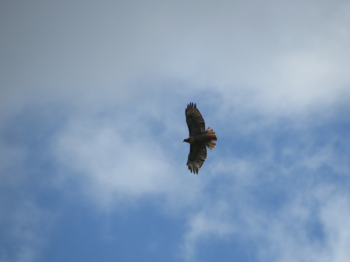 Red-tailed Hawk - ML647273155