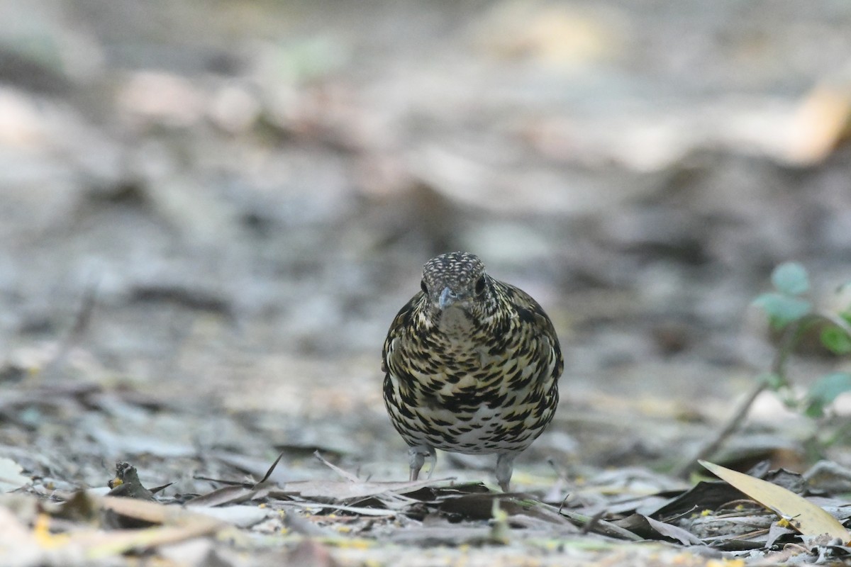 Scaly Thrush - ML647273156